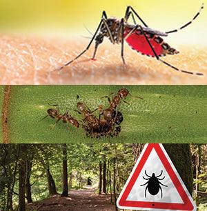 Top 3 Summer Insects to Control - by Nick Federoff - Chapin International